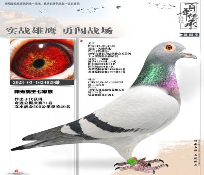 唐山阳光鸽王7家族629