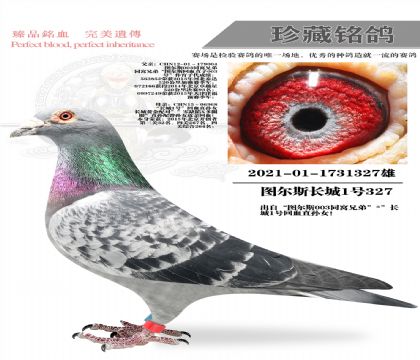 长城零缺陷家长327