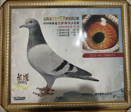 奶酪X盖比千元特比综合鸽王26名474