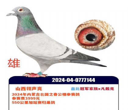 ɽ��������