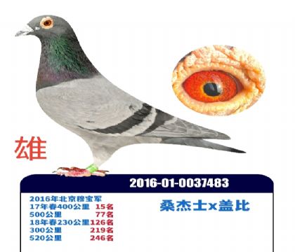 ɣ��ʿ������