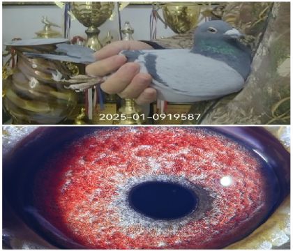 ��˹�������ý��׻�Ѫ587