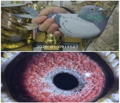 ³��ֱ�������ֱ��Ů