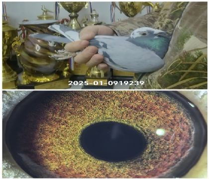 �ɸ�����ֶŮ��Ѫ239