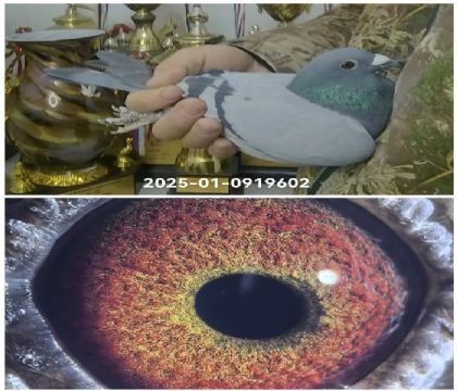 �ɸ��䲨���߿¿˴�ֱϵ602