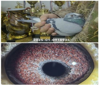 ��ŷ�߿�ͬ����ĸ��Ѫ934