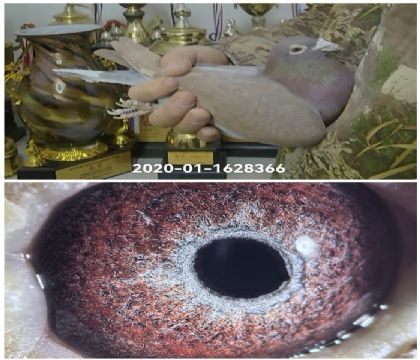 Ľ����ԭ��840ĸ�ӻ�Ѫ366