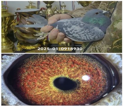 100%�����Ҳ�Ĭ��930