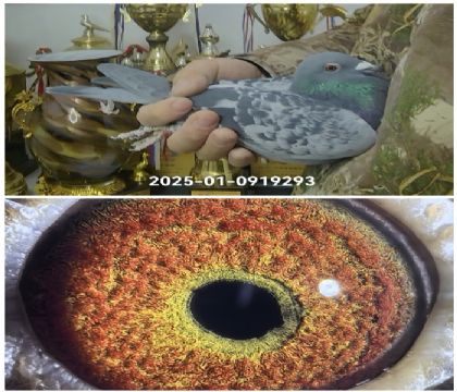 �����Ҳ�Ĭ�¹���ھ�ȫƽ��293