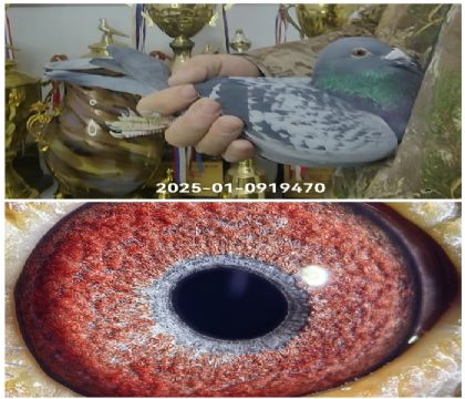 ������ֱϵ��003��Ů470