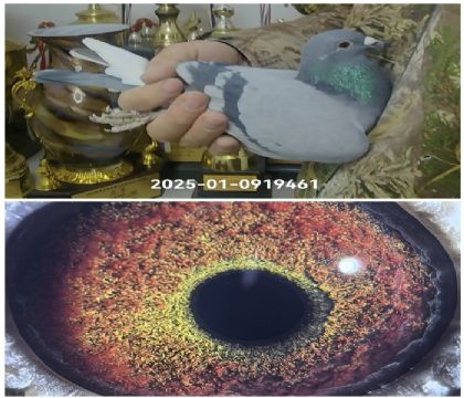 100%�����Ҳ�Ĭ��ԭ������461