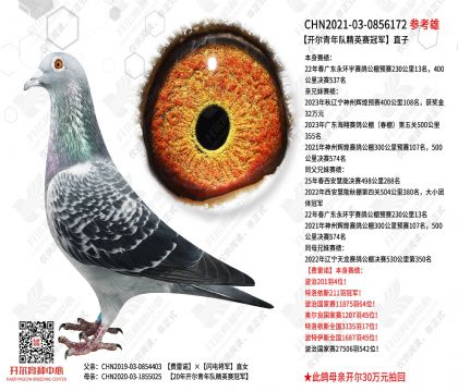 ��������Ӿ�Ӣ���ھ�ֱ��