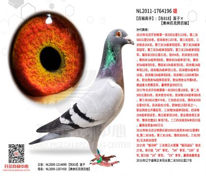 1����-1764196