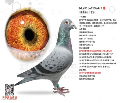 1����-1239477