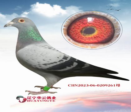 ƽ�������� ��������� ������4��