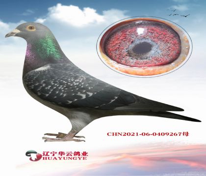 ������� һ���ɹ����� �ر��Ƽ�