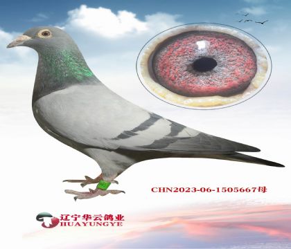 12���޻��ش����Ϻ칫ֱ��x�ش���740�����ֹ���Ů