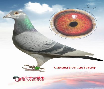 ������ƥ�˻��ض� 006�����ֵ�X��㹫�����10��