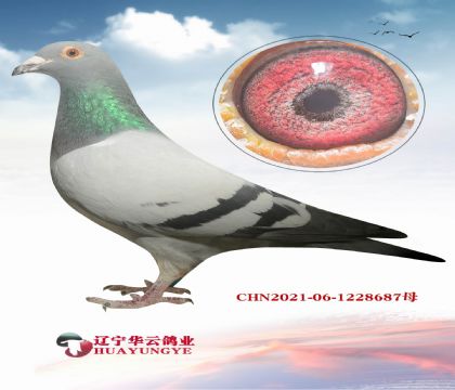 14��740ֱ�� X������ţ55ֱŮ �������