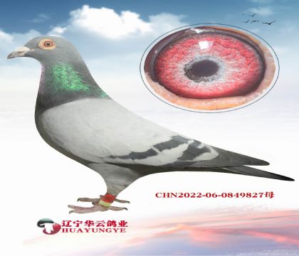 ��ɶ��ɶ�ĳ���Ѫϵ ���������ָ�