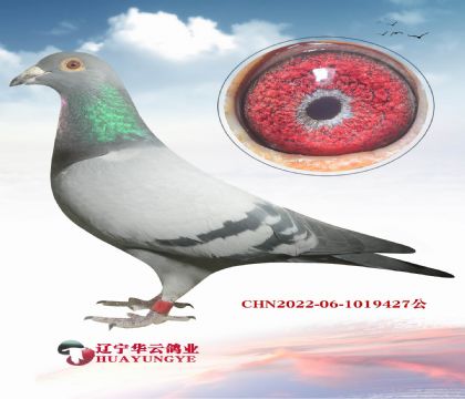 ������������ھ�X��5010