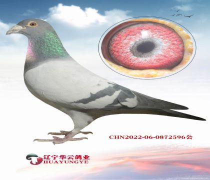 �Ǳ�.�����ɱ� ³����� ƽ������ ����ھ� ��λ��