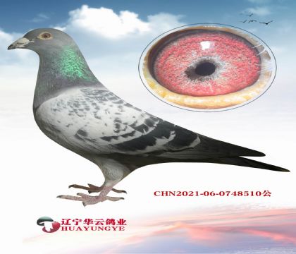 ��ֵ�ǳ��ߵ��ָ�  �������Ѫϵ