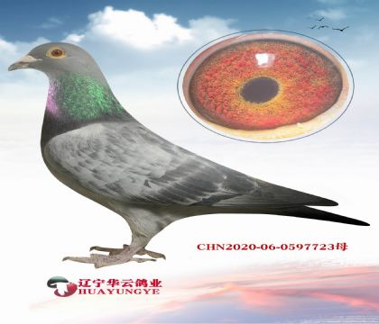 �����ղɭ019���ڷ�����õ�ղɭ ��Ʒ����