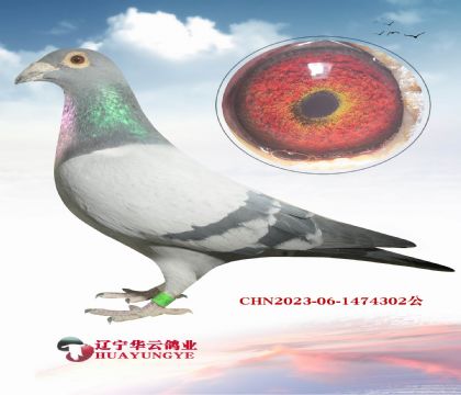 ��������������1��777��X������������õ�Ѫϵ ������