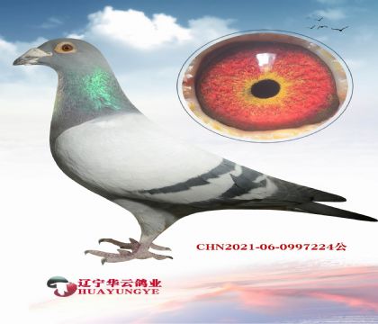 �����������ۡ�ƥŵ�ܡ�ֱ���X�����ĸ