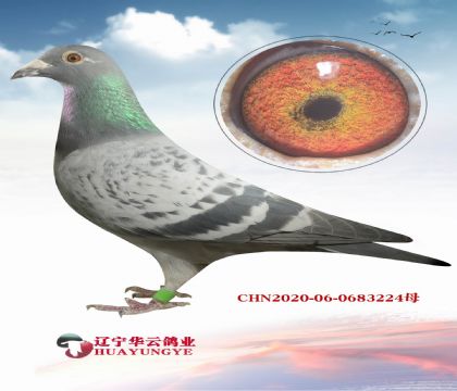 ��� 8��������  ���Ե�ʵս ��Ѫ�ǳ�ǿ��