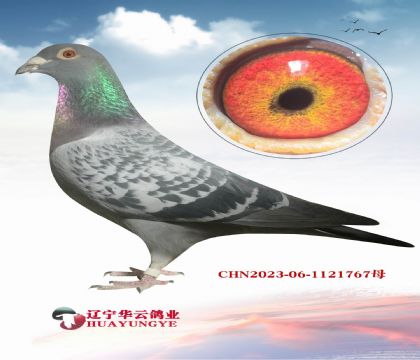 ӵ����· �ɹ����λ��  ��ī�ƶ��ɡ�Ѫϵ