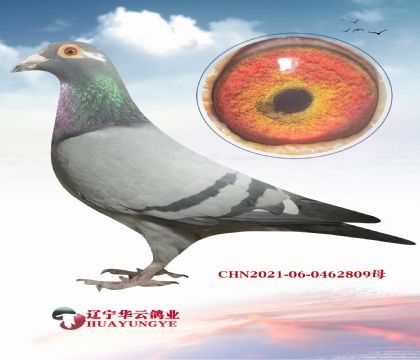 �������ܸߵ���� ֮ǰ�Ӳ����۵�Ѫϵ