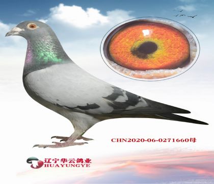 Ӣ��˹�����ֹ� �ƽ����ֱ��X��ƥŵ�ܡ�������ĸ