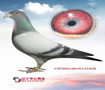 ��ī�ƶ��ɡ�ȫ�ֵ�X���������۴ơ�ֱ��XŮ��