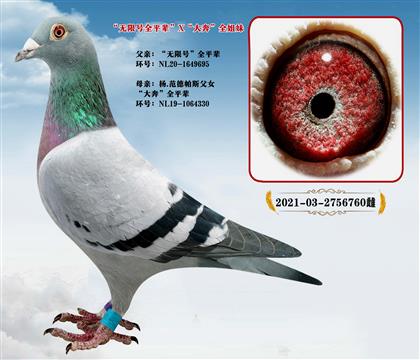 ��.������˹�����޺š�ȫƽ��X���󱼡�ȫƽ��