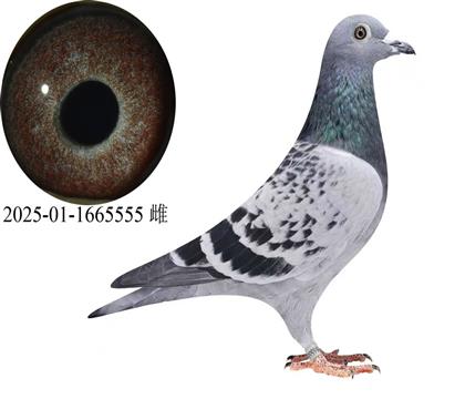 �ƽ𰢶���ά�������5��������5��ֱŮ555