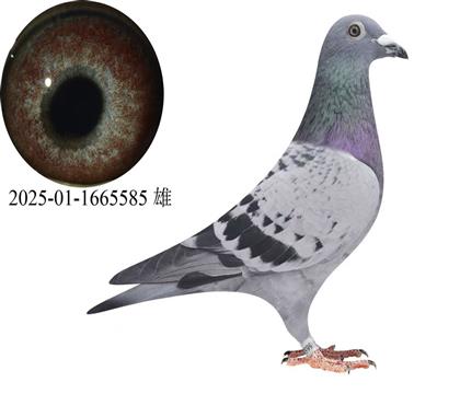 ³�Ͻ���5585��