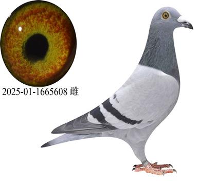 ����˹���/������ɯ����5608��