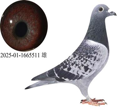 ���ֿ�˹�����Ź������65��ֱ��