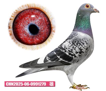 ��ѻ��ض�-�����279