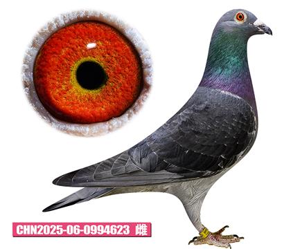 ����-�Ϳɹ���623