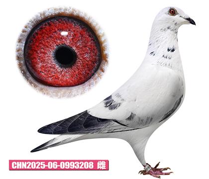 ���²�����-��������208