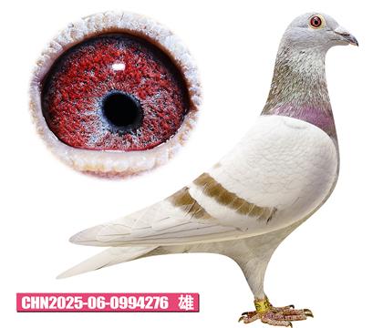 ��������-�������276