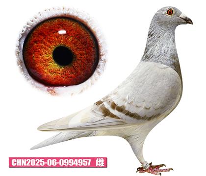 ���ǲ���-�ú����957