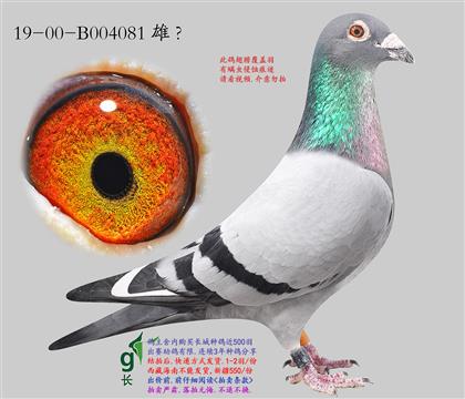 15.��ʱ��911���.004081