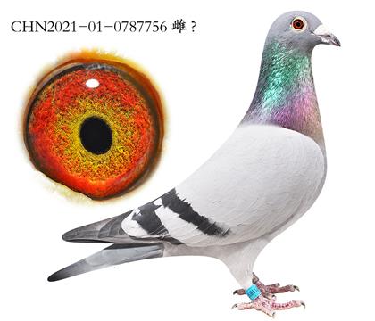 5.׿Խ�Ǵ󽫾���Ѫ.0787756