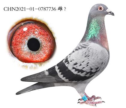 6.׿Խ�Ƿ���x�󽫾�Ѫϵ.0787736