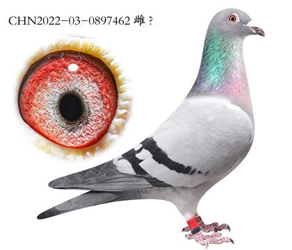 11.���������Ǳ�Ѫϵ.0897462