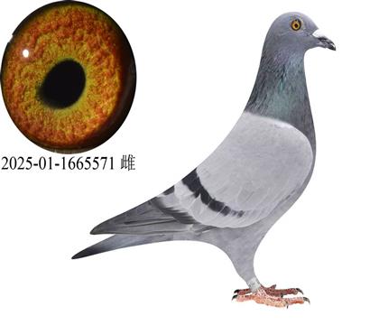 ������˹ά��˹��������ھ���Ů5571